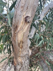 Eucalyptus globulus bicostata