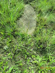 Thesium angulosum