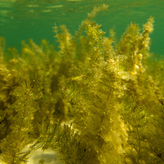 Myriophyllum triphyllum