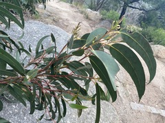 Eucalyptus globulus bicostata