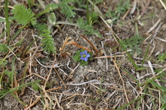 Gentiana aquatica pseudoaquatica