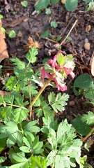 Corydalis solida