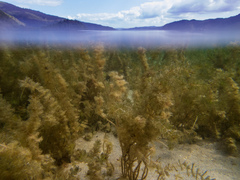 Myriophyllum triphyllum