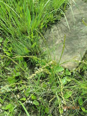 Thesium angulosum