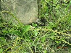 Thesium angulosum