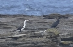 Phalacrocorax varius hypoleucos