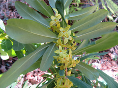 Daphne pseudomezereum