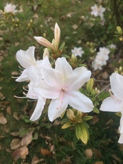 Rhododendron mucronatum