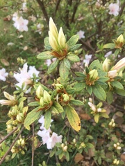 Rhododendron mucronatum