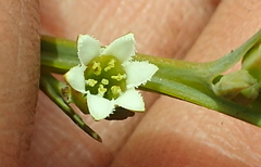 Thesium angulosum