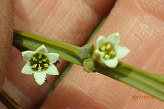 Thesium angulosum