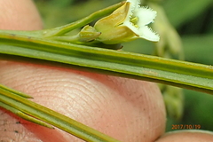 Thesium angulosum