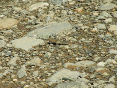 Eusphingonotus japonicus