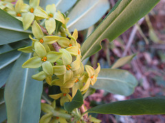 Daphne pseudomezereum