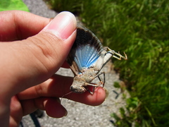 Eusphingonotus japonicus