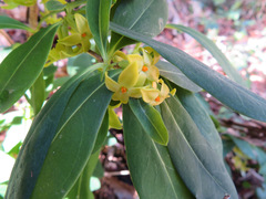Daphne pseudomezereum