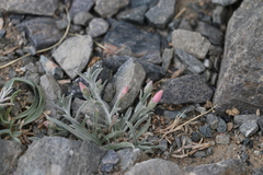 Convolvulus ammannii
