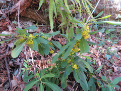 Daphne pseudomezereum