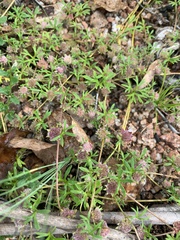 Actinotus gibbonsii