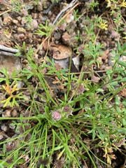 Actinotus gibbonsii