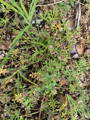 Actinotus gibbonsii