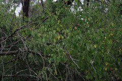 Helinus integrifolius