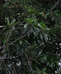 Protorhus longifolia