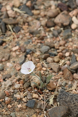 Convolvulus ammannii