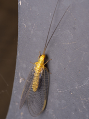 Calochrysa extranea