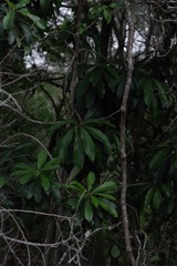 Protorhus longifolia