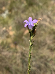 Wahlenbergia epacridea