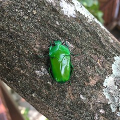 Ischiopsopha wallacei