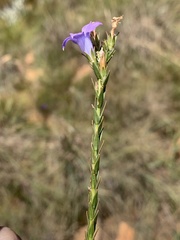 Wahlenbergia epacridea