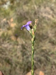 Wahlenbergia epacridea