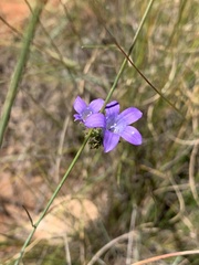 Wahlenbergia epacridea