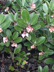 Arctostaphylos franciscana
