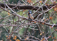 Parus minor