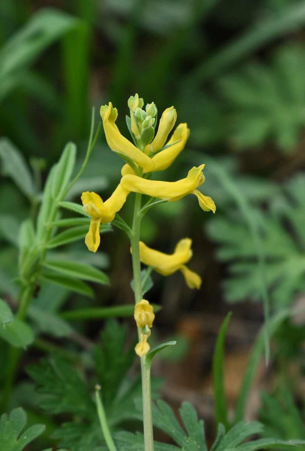 Corydalis aurea ssp. occidentalis