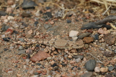 Phrynocephalus versicolor