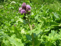 Cirsium sychnosanthum