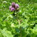 Cirsium sychnosanthum - Photo (c) elenasuslova, some rights reserved (CC BY-NC)