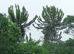 Euphorbia triangularis