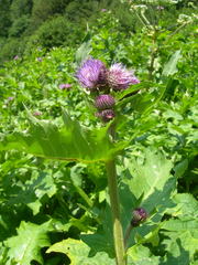 Cirsium sychnosanthum