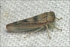 Austroagalloides