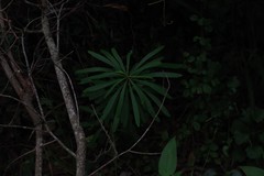 Euphorbia kraussiana