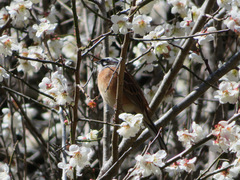 Emberiza cioides