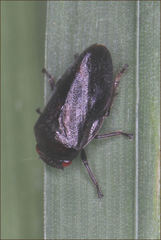 Cercopicesa tasmaniae