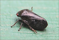 Cercopicesa tasmaniae