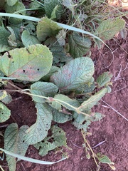 Hermannia transvaalensis