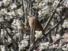 Emberiza cioides